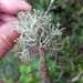 Powdery Twig Lichen - Photo (c) tom_carlberg, some rights reserved (CC BY-NC), uploaded by tom_carlberg