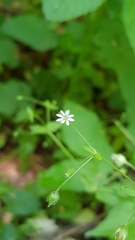 Moehringia trinervia