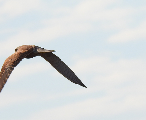 iNaturalist image