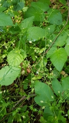 Moehringia trinervia