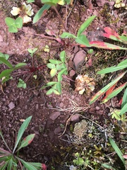 Trifolium virginicum
