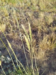Agropyron
