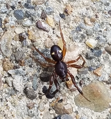 Asagena americana