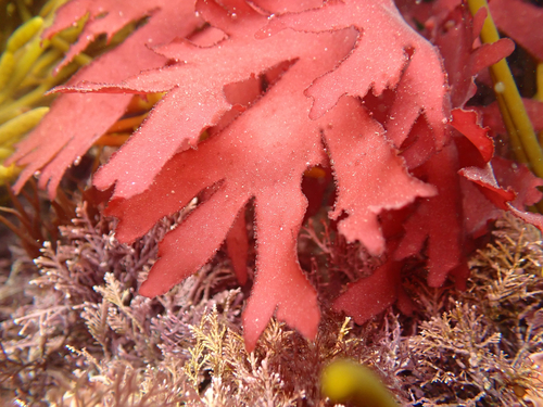 Callophyllis observed 2026-10-12