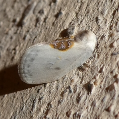 Cilix hispanica