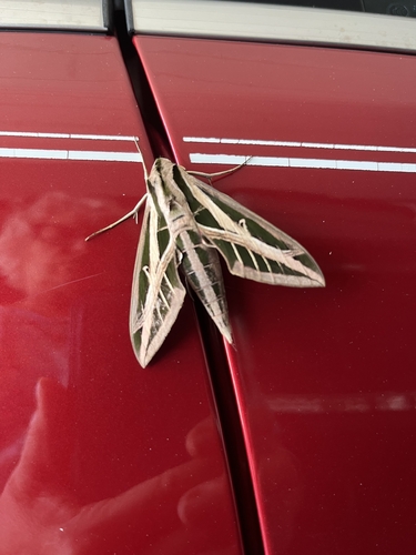 Banded Sphinx