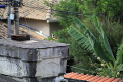 Pitangus sulphuratus