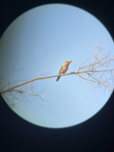 iNaturalist image