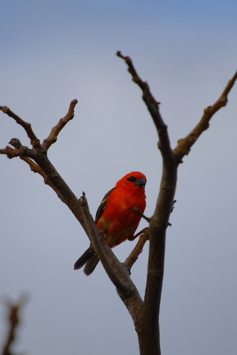 iNaturalist image