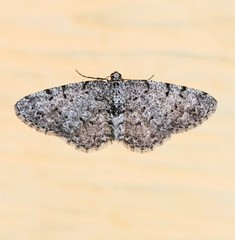 Aethalura intertexta