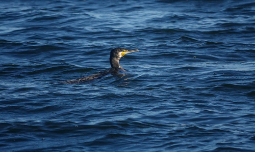 Great Cormorant