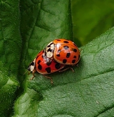 Harmonia axyridis