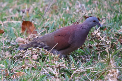 Malagasy Turtle-Dove