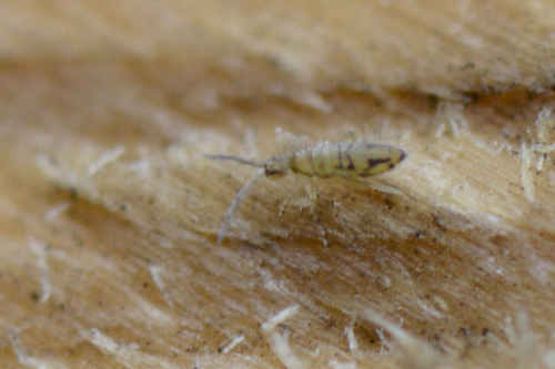 Cosmopolitan Springtail