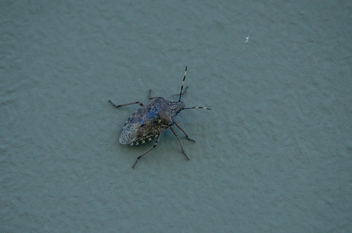 Mottled Stink Bug