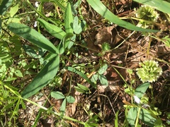 Trifolium virginicum