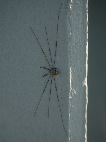 Fork-palped Harvestman