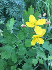Chelidonium majus