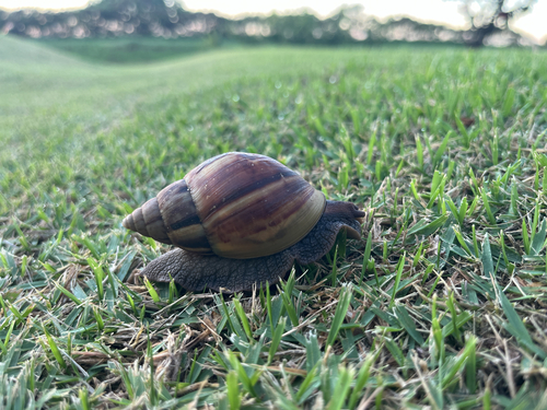 Achatina fulica observed 2026-10-12