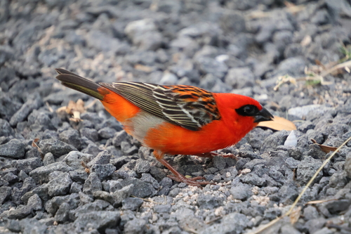 Red Fody