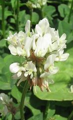 Trifolium repens