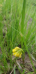 Eulophia leontoglossa