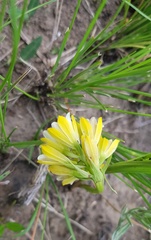 Eulophia leontoglossa