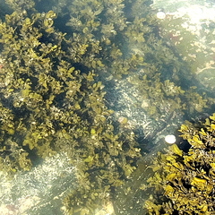 Sargassum incisifolium