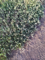 Atriplex verrucifera