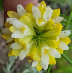 Eulophia leontoglossa