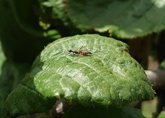 Micropeza corrigiolata