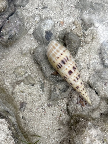 Terebra maculata observed 2026-10-09
