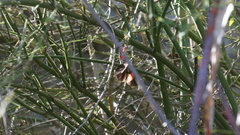 Heliconius melpomene flagrans