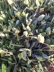 Atriplex verrucifera