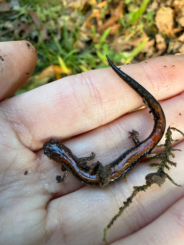 Eastern Red-backed Salamander