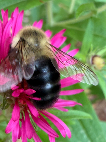 Common Eastern Bumble Bee