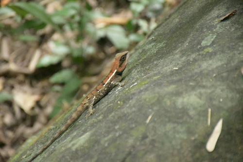 Calotes emma observed 2026-10-10