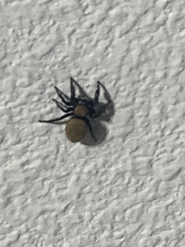 Apache Jumping Spider