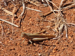 Austracris guttulosa