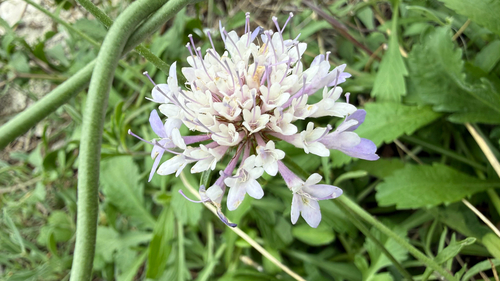 Sweet scabious