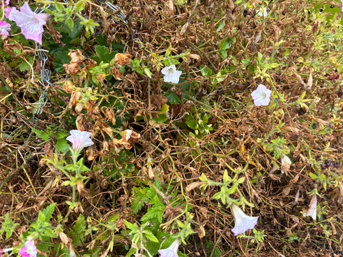 Petunia atkinsiana observed 2026-10-12