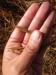 Brachypodium distachyon