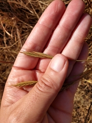 Brachypodium distachyon