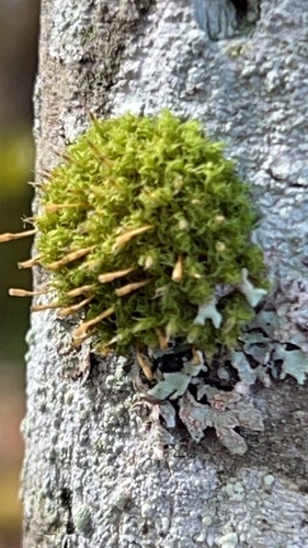 Ulota observed 2026-10-12