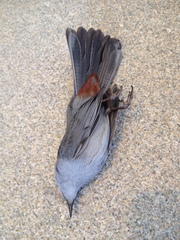 Dumetella carolinensis