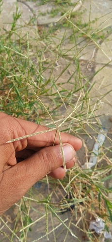 Digitaria ciliaris observed 2026-10-10