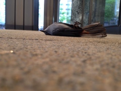 Dumetella carolinensis