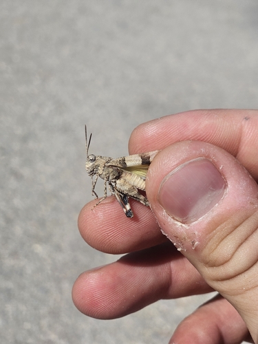 Oedipoda fuscocincta
