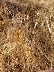 Brachypodium distachyon