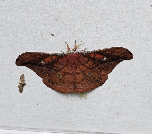 Copaxa canella